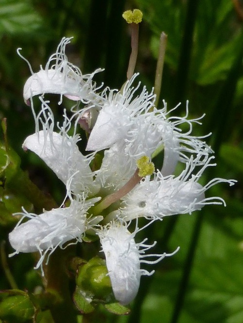 détail fleur