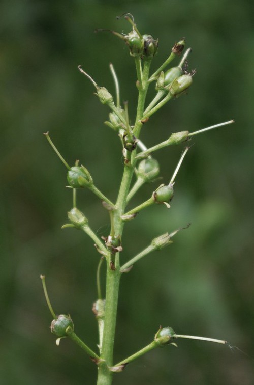 fruit