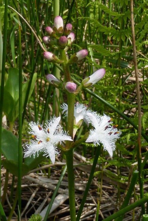 inflorescence