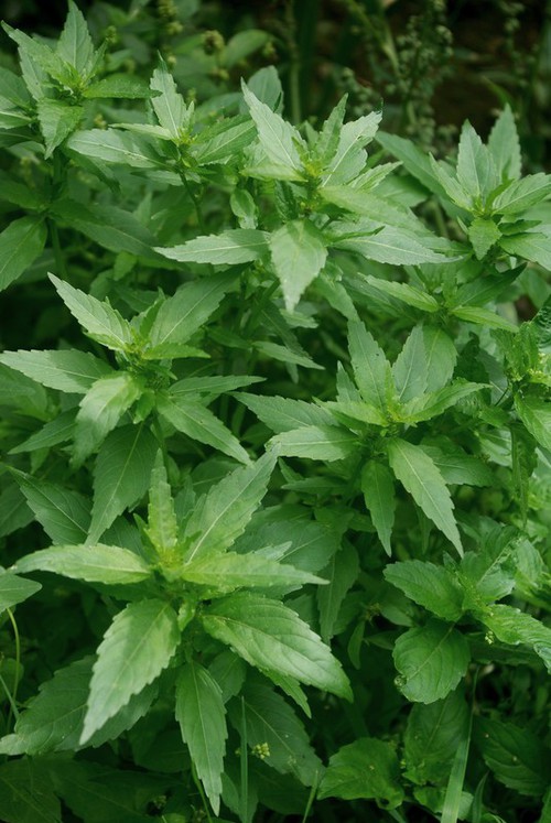 feuille