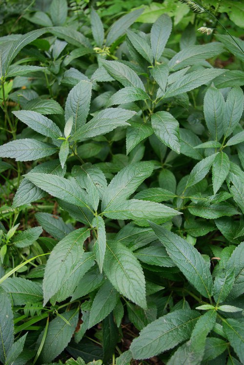 feuille