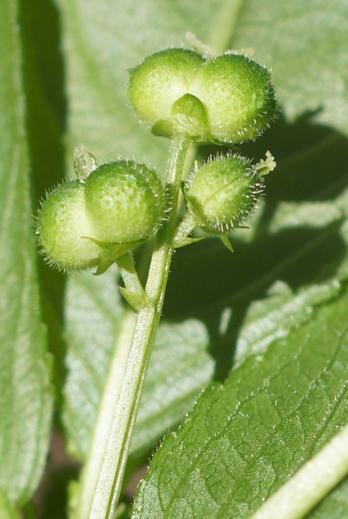 fruit