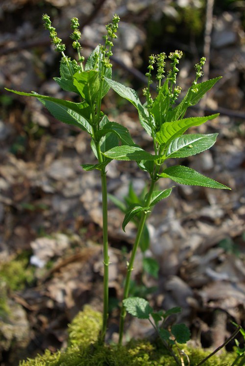 Plante entière