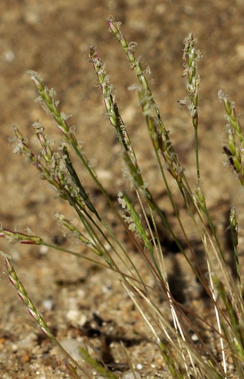 inflorescence