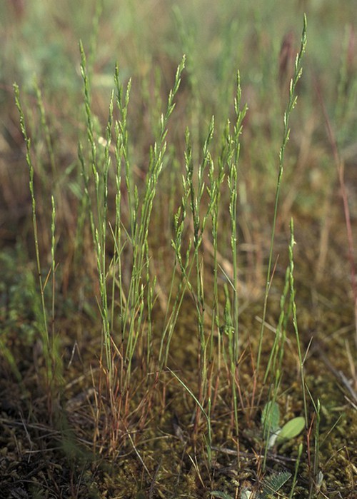 inflorescence