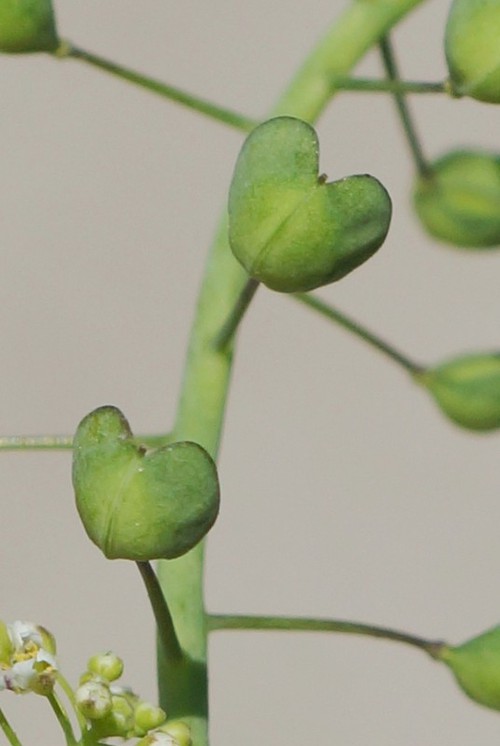 détail fruit