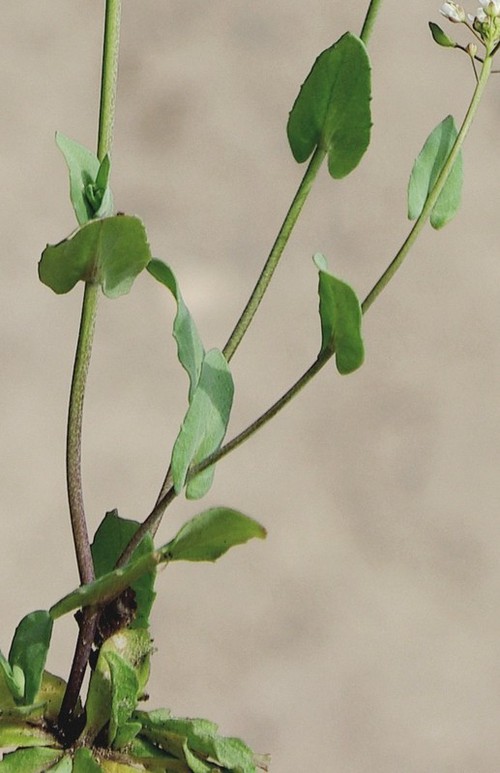 feuille