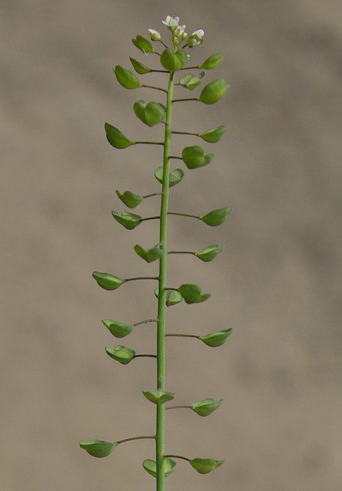 fruit