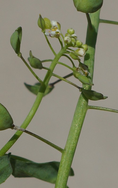inflorescence