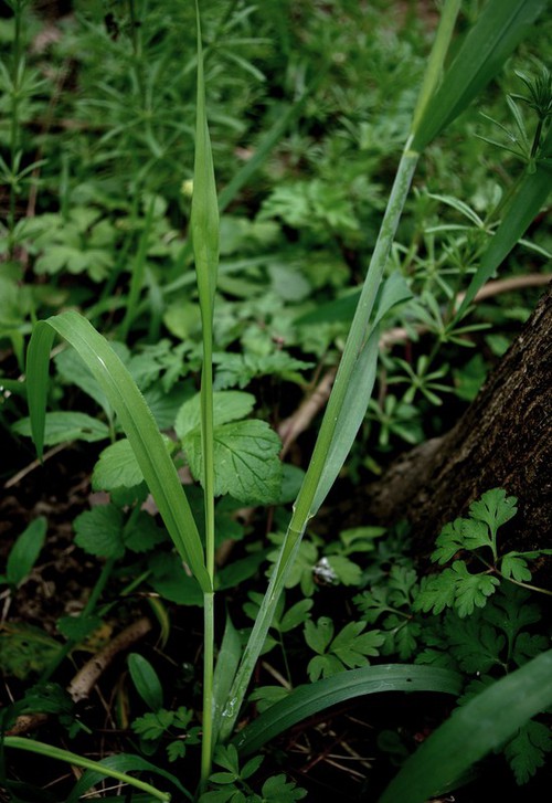 feuille
