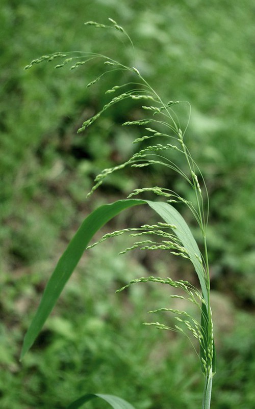 inflorescence