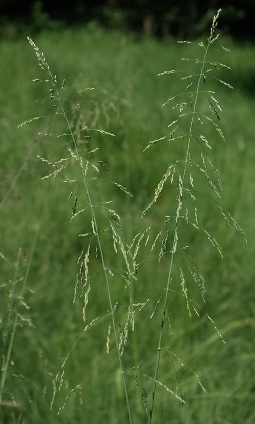 Plante entière