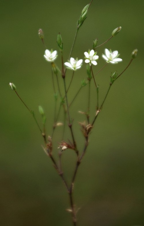 inflorescence