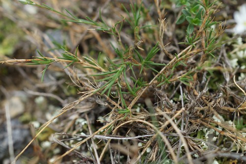 feuille