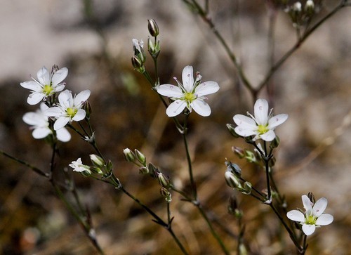 inflorescence