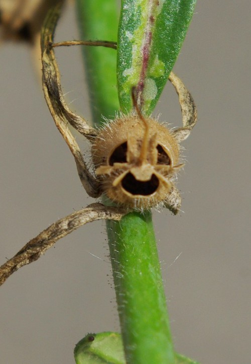 détail fruit mûr