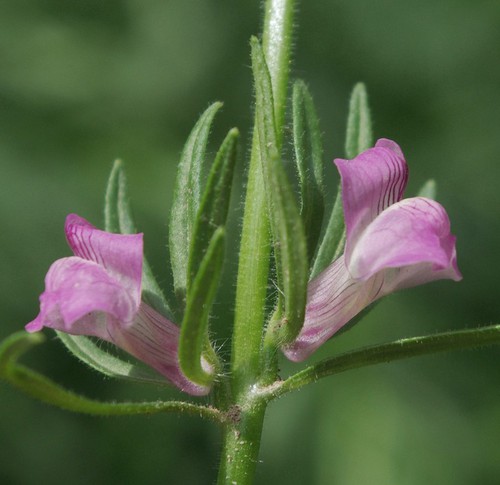 fleur