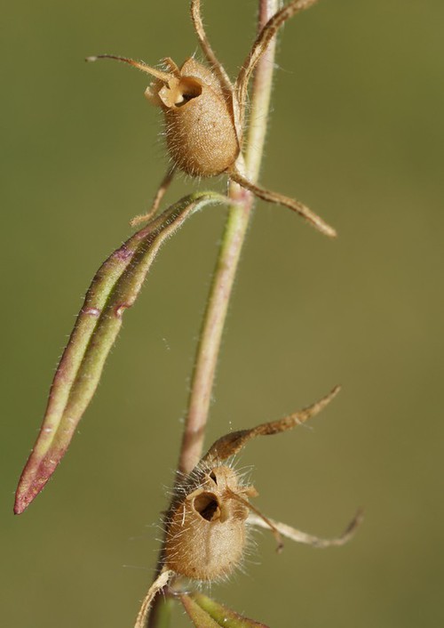 fruit mûr