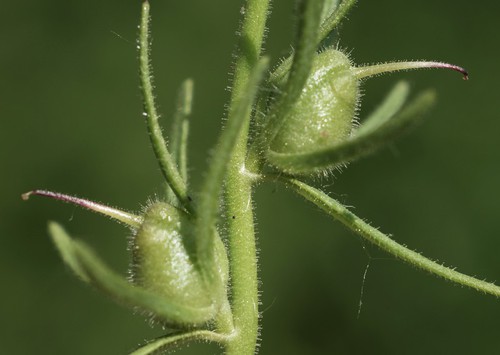 fruit