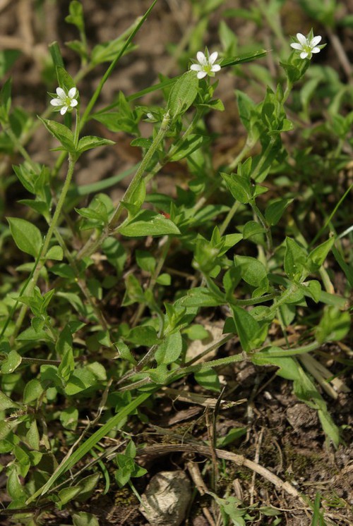 Plante entière
