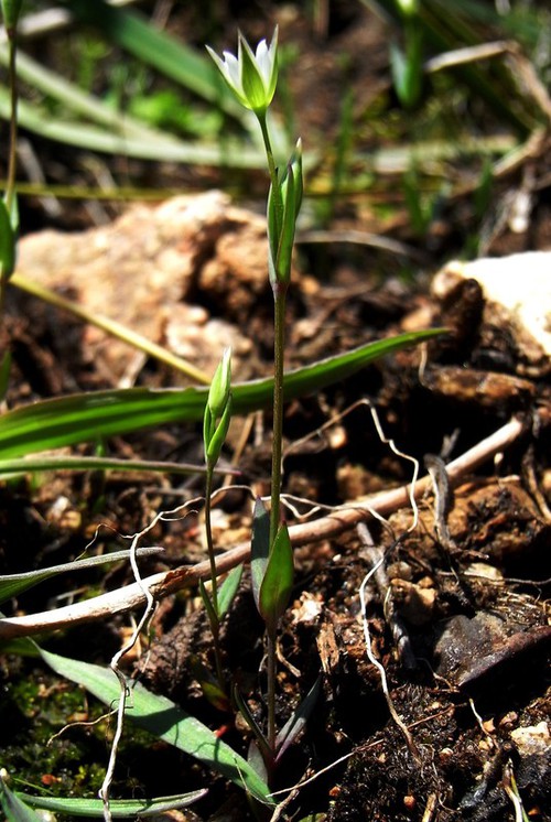 Plante entière