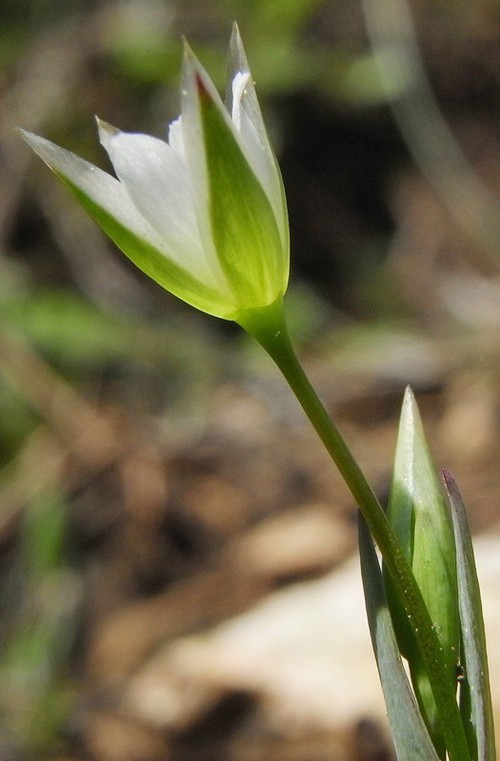 fleur