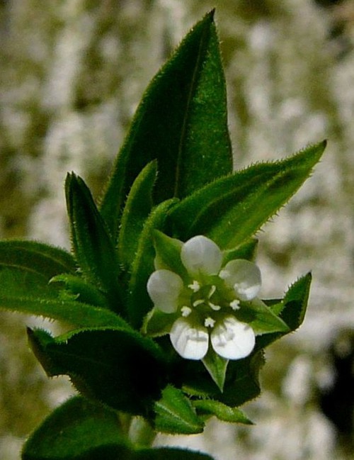 fleur