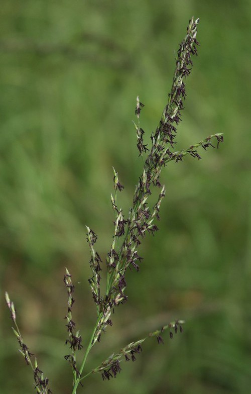 inflorescence