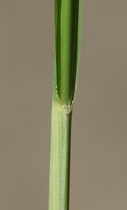 ligule