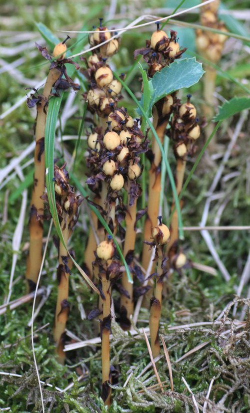 fruit