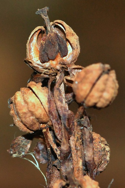 détail fruit