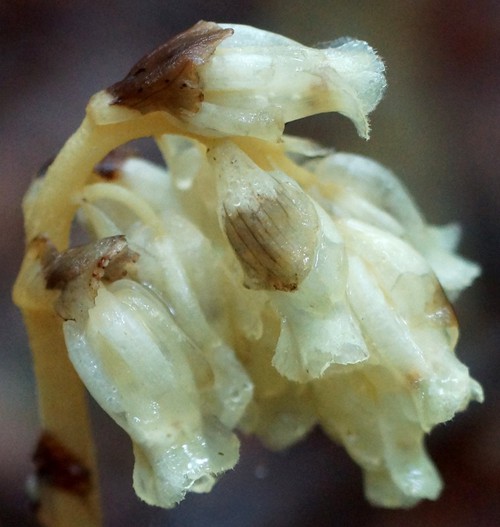 inflorescence