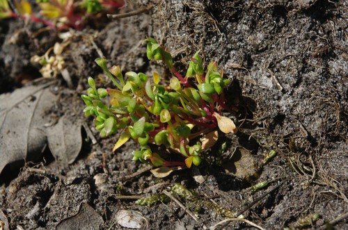 Plante entière