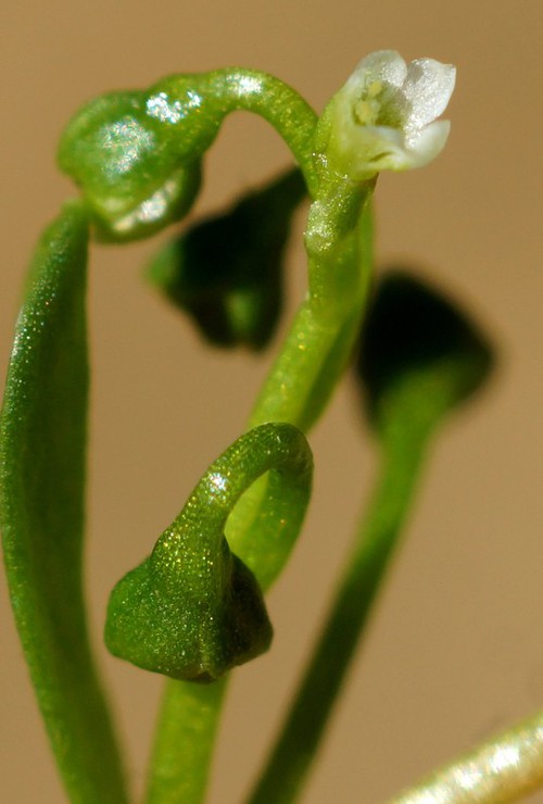 inflorescence