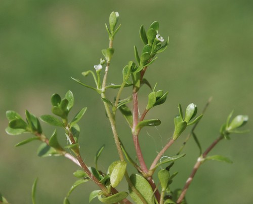 Plante entière
