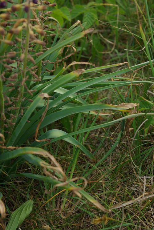 feuille