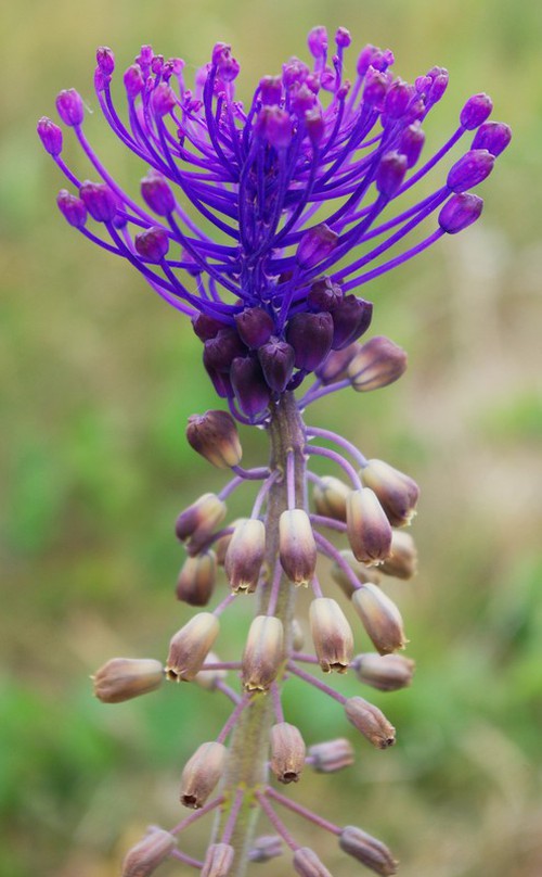 inflorescence