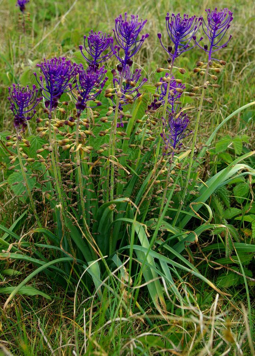 Plante entière