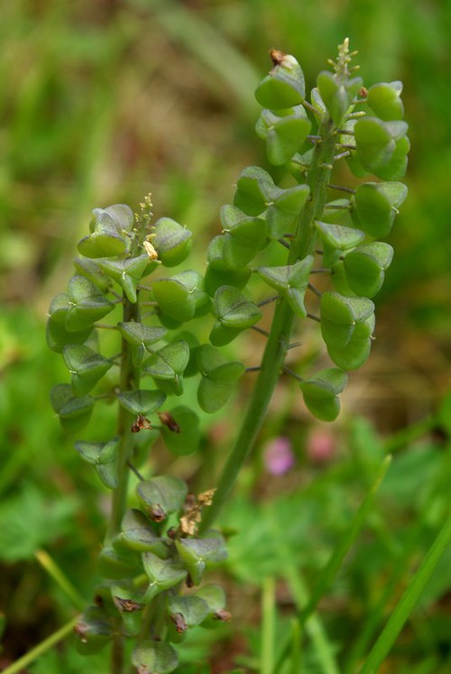 fruit