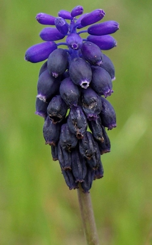 inflorescence
