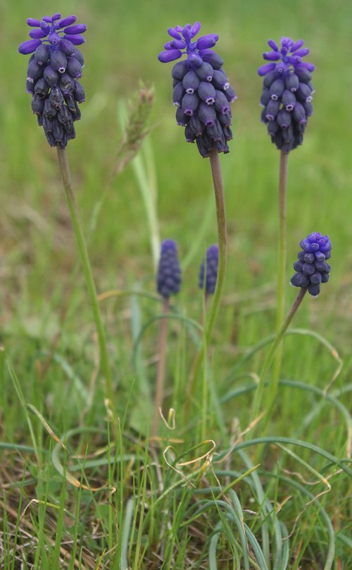 Plante entière
