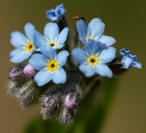 détail fleur