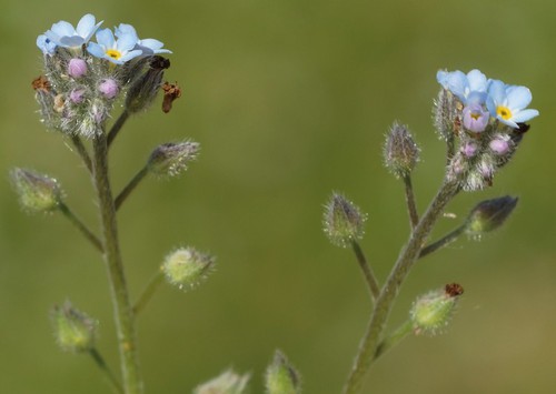 inflorescence