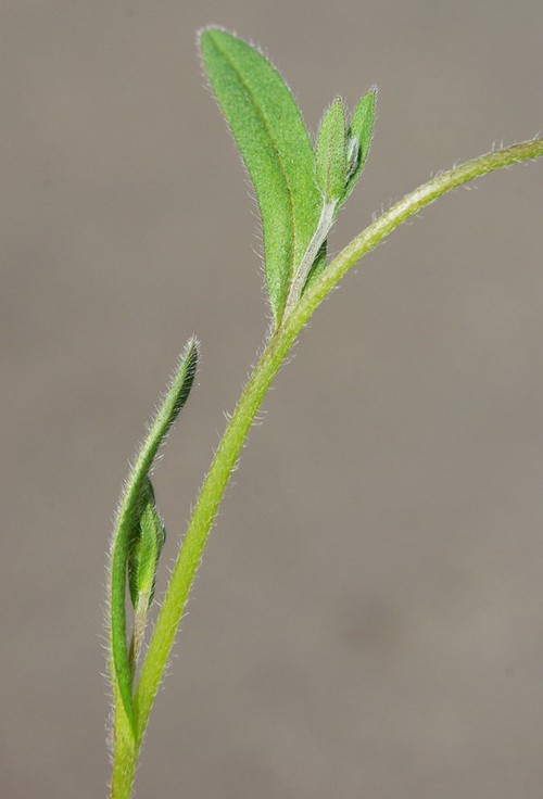 feuille