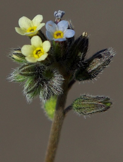 inflorescence