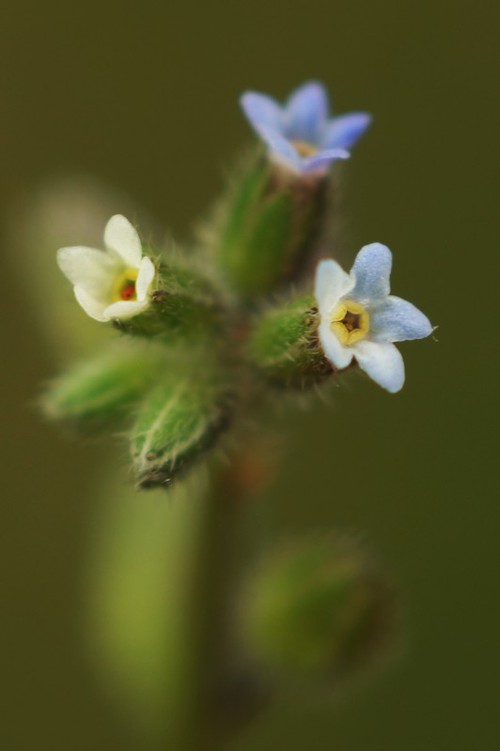 fleur