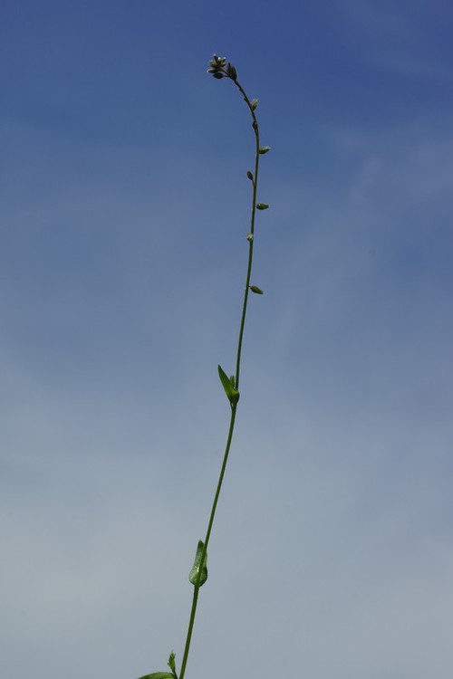 Plante entière