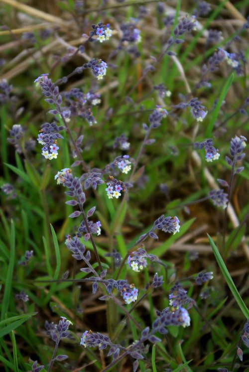 Plante entière
