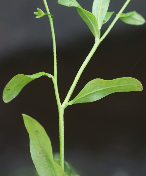 bifurcation cyme terminale - bractées