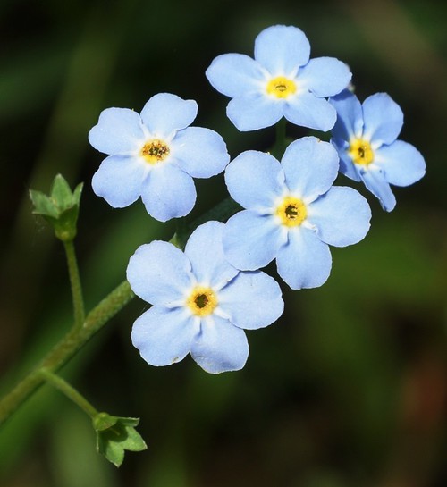 détail fleur